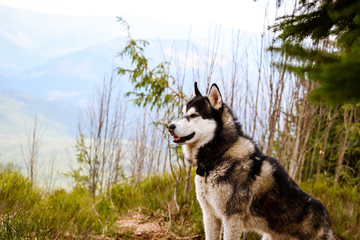 Husky dog walks in the Carpathian Mountains. Black and white dog. Mountains, forest, grass, river