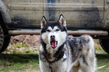 Husky dog walks in the Carpathian Mountains. Black and white dog. Mountains, forest, grass, river