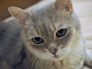 милый серый кот лицо крупным планом	