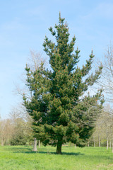 A close up view of the Scots pine, also known as Pimus Sylvestris