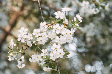 Cherry blossom in spring for background