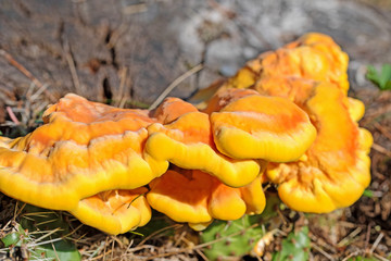 Schwefelporling, Laetiporus sulphureus, am Baumstumpf