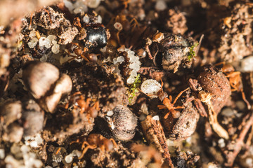 ants at work
