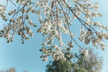 White cherry blossoms in spring sun with blue sky
