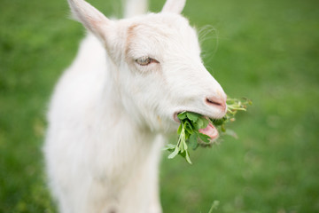 Goat eating grass on a green meadow 