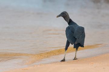 Vulture on the beach