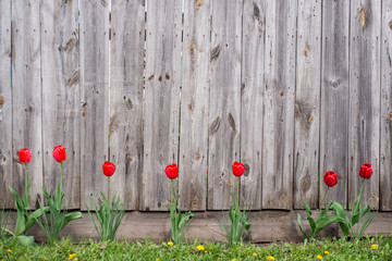Scenic wooden fence with flowers and grass.