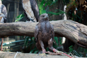 Beautiful Eagles in Phuket Thailand