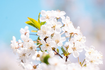 Obraz premium Cherry blossoms tree background