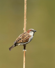 House sparrow
