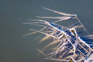 The water surface of the swamp, life under the water of the old river. Smelly surface with vegetation and algae. Dry grass, spring polluted nature of the Rostov region.