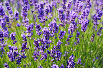 Blühender Lavendel, Lavandula