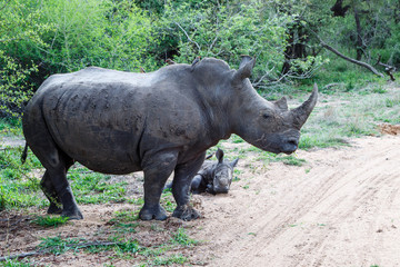 Obraz premium Baby and mother white rhinoceros with red-billed oxpecker in Sabi Sands Game Reserve in the Greater Kruger Region in South Africa