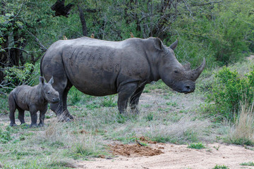 Fototapeta premium Baby and mother white rhinoceros with red-billed oxpecker in Sabi Sands Game Reserve in the Greater Kruger Region in South Africa
