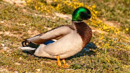 Colorful male duck standing on the grass