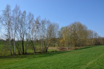 Fototapeta na wymiar Frühlingslandschaft im April - Baumblüte