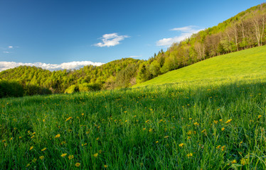 Obraz premium Spring time landscape with meadow full of yellow dandelion flowers. In the background is forest in vivid colors of leaves and blue sky with a few white clouds. 