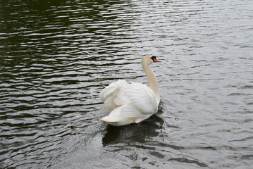 swan on lake