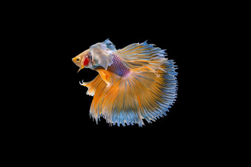 The moving moment beautiful of yellow half moon siamese betta fish or dumbo betta splendens fighting fish in thailand on isolated black background. Thailand called Pla-kad or big ear fish.
