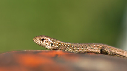 Sand lizard (Lacerta agilis) on the stones