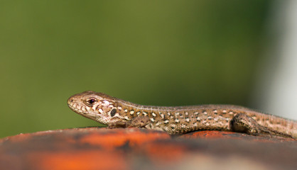 Sand lizard (Lacerta agilis) on the stones
