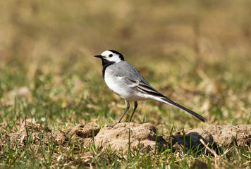 White wagtail (Motacilla alba) on a hillock in the field