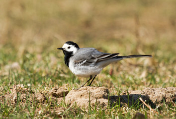 White wagtail (Motacilla alba) on a hillock in the field