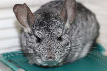 chinchilla gris de frente