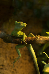 Plumed basilisk (Basiliscus plumifrons).