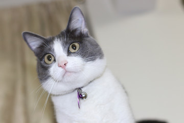gatita mirando al horizonte