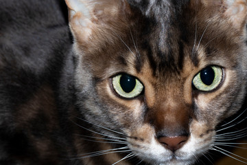 Male five year old Corsican Blue Marbled Bengal domestic cat, breed derived from the Asian Leopard