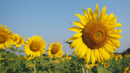 sunflower cultivation field.