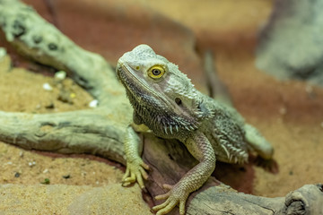 Portrait of (Pogona vitticeps) bearded dragon in its terrarium