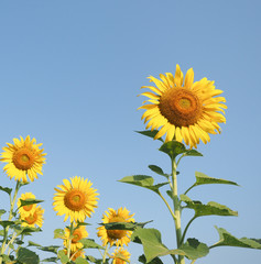 Obraz premium sunflower cultivation field.