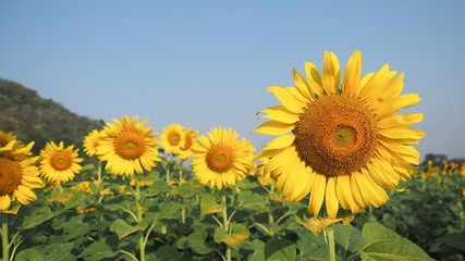 Obraz premium sunflower cultivation field.