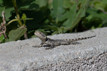 Close up of Painted Dragon reptile Stellagama Stellio Brachydactyla