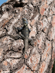 Close up of Painted Dragon reptile Stellagama Stellio Brachydactyla
