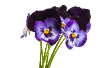 bouquet of pansies isolated