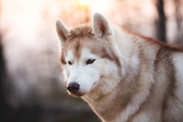 Beautiful and free Siberian Husky dog sitting in the forest at sunset in spring