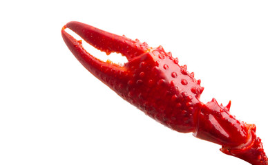 red claw isolated
