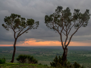 Fototapeta premium pini