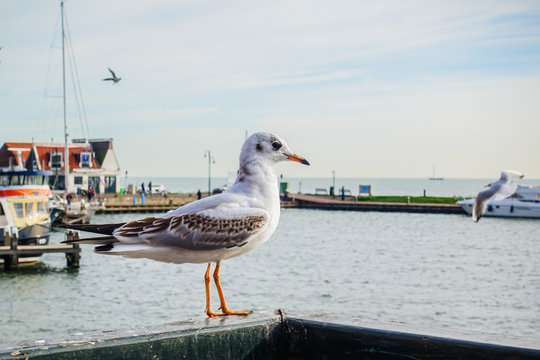 Volendam, nord europa Olanda