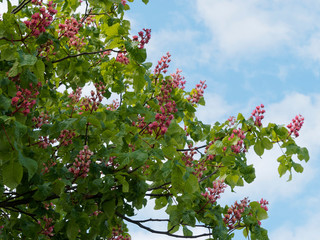 Marronier &agrave; fleurs rouges (Aesculus &times; carnea)