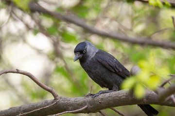 Eurasian jackdaw on the tree