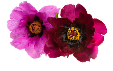 Fototapeta premium peony flower