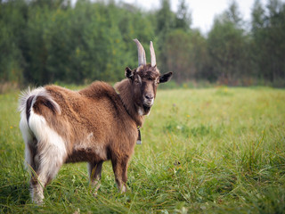 Naklejka na ściany i meble Portrait of a beautiful brown goat. Green grass, field