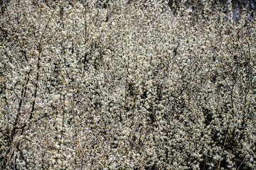 Blackthorn flowers in springtime