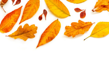 Autumn Pattern. Fall composition with   golden marple and oak  leaves isolated on white background. Flat lay, top view