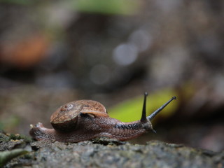 snail on the grass