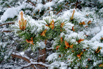 Frische Föhrentriebe schneebedeckt